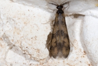 (Trichoptre - Leptoceridae - Mystacides longicornis)